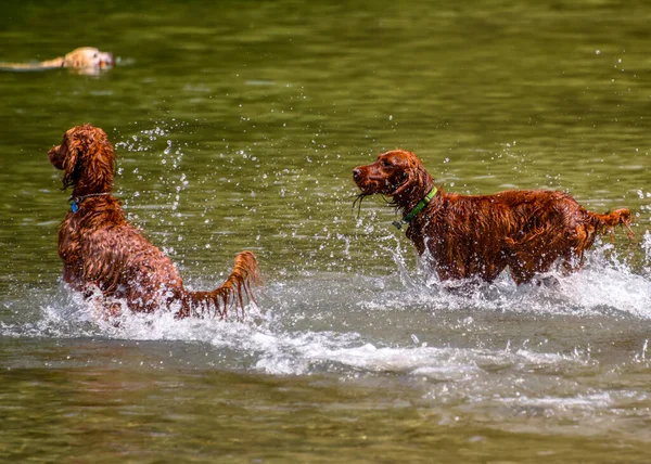 Adorables Setters Irlandeses Jugando Agua Disfrutando Del Clima Cálido Hay — Foto de Stock