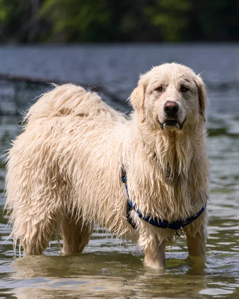 Adorable dog playing in the water and enjoying the warm weather. This huge white dog is waiting in the lake for its ball