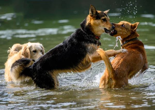 Adorable dogs playing in the water and enjoying the warm weather. Lots of water splashing around as the dogs are running and jumping in the lake. the German shepherd is play biting the orange dog