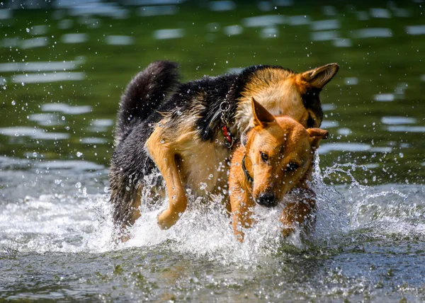 Suda Oynayan Sevimli Köpekler Sıcak Havanın Tadını Çıkarıyorlar Köpekler Koşup — Stok fotoğraf