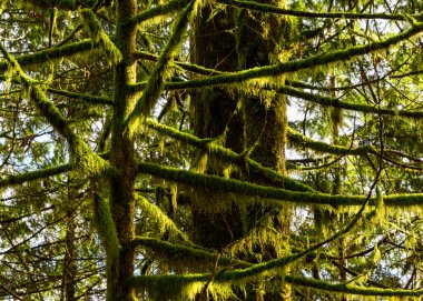 Güzel doğa orman manzarası. Bahar yaprakları. Dallara vuran güneş ışığıyla bir sürü yosunlu dal. Bir sürü yeşil bitki.