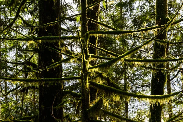 Güzel doğa orman manzarası. Bahar yaprakları. Dallara vuran güneş ışığıyla bir sürü yosunlu dal. Bir sürü yeşil bitki.