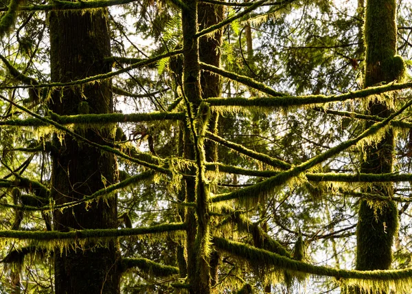 Güzel doğa orman manzarası. Bahar yaprakları. Dallara vuran güneş ışığıyla bir sürü yosunlu dal. Bir sürü yeşil bitki.