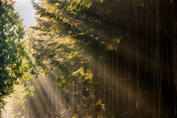 Güzel doğa orman manzarası. Bahar yaprakları. Ormanın arkasındaki güneş. Güneş ışınları ağaçlara vuruyor, aşağıya ışınlanıyor. Koyu ağaç siluetleri.
