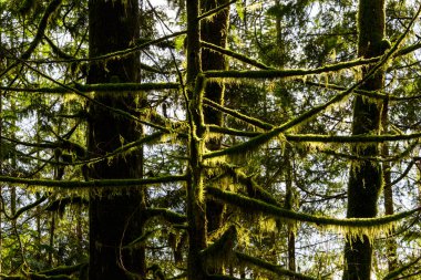 Güzel doğa orman manzarası. Bahar yaprakları. Dallara vuran güneş ışığıyla bir sürü yosunlu dal. Bir sürü yeşil bitki.