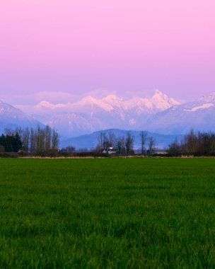 Kanada, British Columbia 'daki karlı dağlarla güzel bir bahar manzarası. Günbatımı güzel pembe ve mor bir gökyüzü yaratır. Ön planda yeşil çimenler var.