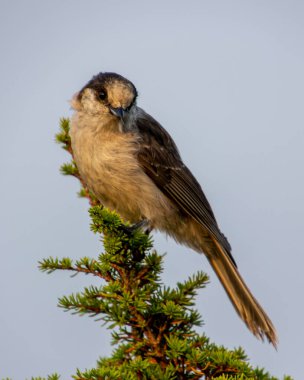 Gri Jay çam ağacına tünedi. Arkadaki gri mavi gökyüzü dumandan dolayı. Gri tüylü şirin bir kuş. Kapat, sonbahar resimleri.