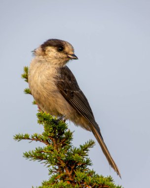 Gri Jay çam ağacına tünedi. Arkadaki gri mavi gökyüzü dumandan dolayı. Gri tüylü şirin bir kuş. Kapat, sonbahar resimleri.