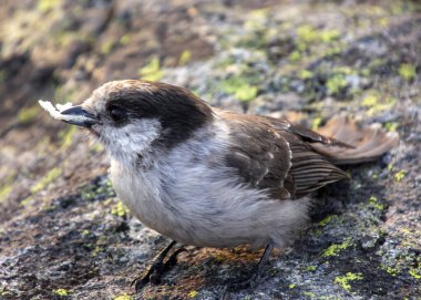 Gri Jay dağlarda bir kayanın üzerinde oturuyor. Gri ve kahverengi tüylü şirin bir kuş. Ağzında yiyecek olan kuşun portresini yakından çek. Sonbahar resmi