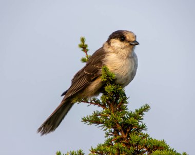 Gri Jay çam ağacına tünedi. Arkadaki gri mavi gökyüzü dumandan dolayı. Gri tüylü şirin bir kuş. Kapat, sonbahar resimleri.