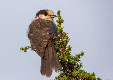 Gri Jay çam ağacına tünedi. Arkadaki gri mavi gökyüzü dumandan dolayı. Gri tüylü şirin bir kuş. Kapat, sonbahar resimleri.