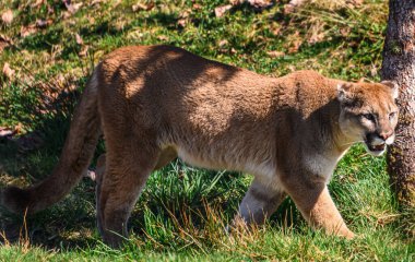 Güzel turuncu dağ aslanı çimlerin ve ağaçların arasında yürüyor. Karşıt yeşil arka plan. Puma resmini kapat. Otlar, yapraklar ve dallar yere.