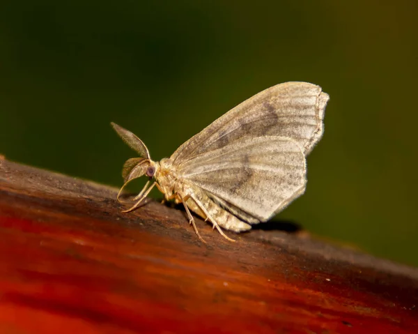 Piękny Kruchy Motyl Siedzący Czerwonym Pniu Suszy Się Zbliżenie Oko — Zdjęcie stockowe