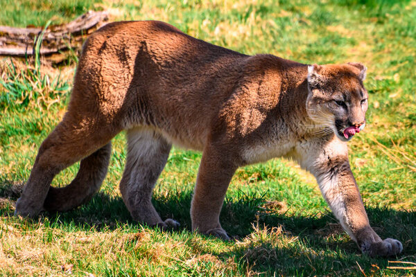 Beautiful orange mountain lion walking through the grass and trees. Contrasting green background. Close up puma picture, as the cat licks its nose. Grass, leaves and branches on the ground