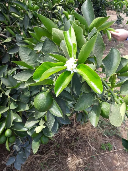 Πράσινο Γεωργία Ήλιος Φρούτα Αγρόκτημα Φύλλα Χόρτο Πορτοκάλι — Φωτογραφία Αρχείου