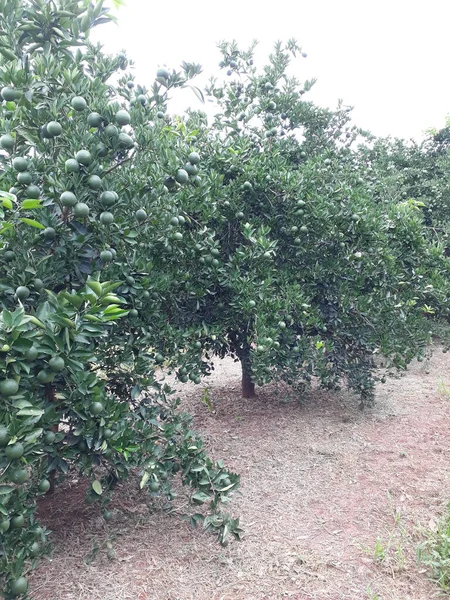 Πράσινο Γεωργία Ήλιος Φρούτα Αγρόκτημα Φύλλα Χόρτο Πορτοκάλι — Φωτογραφία Αρχείου