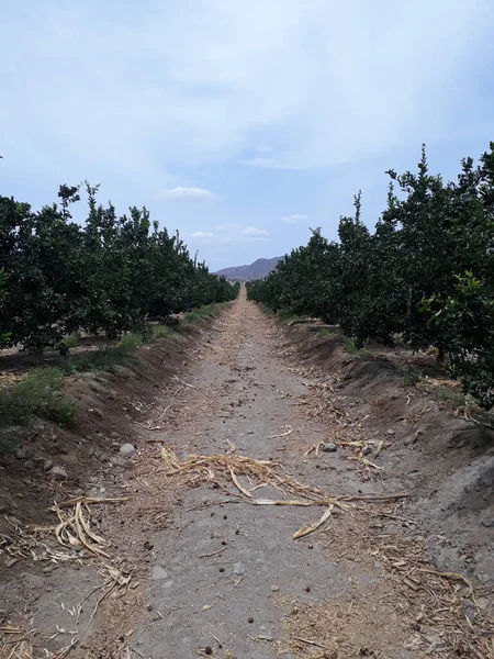 Πράσινο Γεωργία Ήλιος Φρούτα Αγρόκτημα Φύλλα Χόρτο Πορτοκάλι — Φωτογραφία Αρχείου