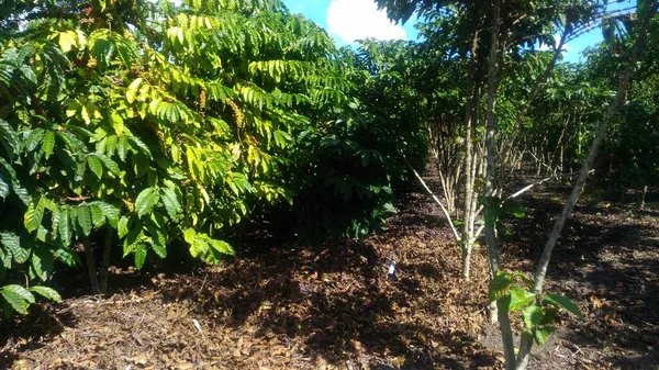Καφέ Αγρόκτημα Πράσινος Μπλε Ουρανός Δέντρο Φρούτα Βραζιλιάνα Κόσμος Αγρονομία — Φωτογραφία Αρχείου