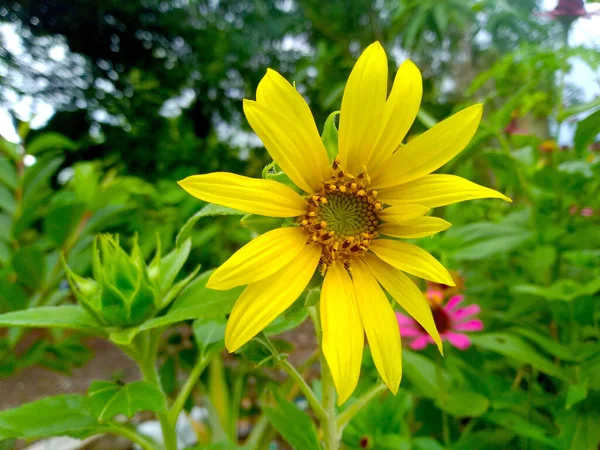 Flor Amarela Girassol Está Plena Floração Fundo Está Turvo — Fotografia de Stock