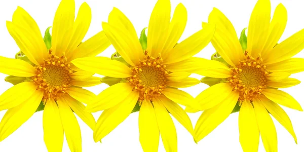 Yellow Flowers Sunflower Isolated White Background — Stock Photo, Image