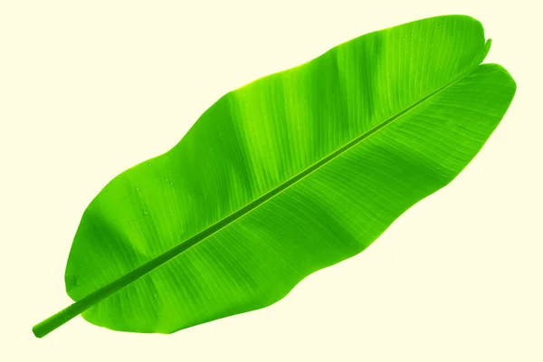 Folhas Verdes Banana Fresca Fundo Branco Natureza Tropical — Fotografia de Stock