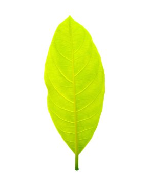 Sarı yapraklar izole edilmiş beyaz arka plan. Jackfruit gider. Doğanın arka planı.