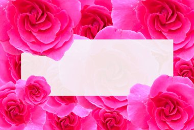 Pembe gül çiçekleri arka plan ve beyaz çerçeve boş, kartpostal, aşk çiçeği
