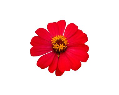 Stok fotoğrafı için beyaz zemin üzerinde kırmızı zinnia çiçeği.
