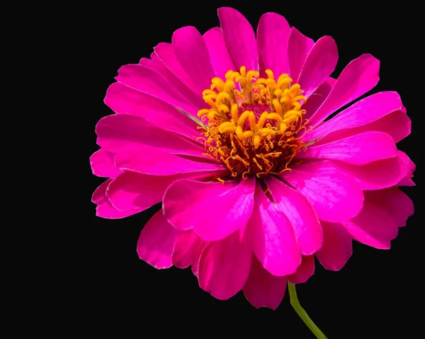 Rosa Zinnia Blume Auf Schwarzem Hintergrund Für Archivfoto — Stockfoto