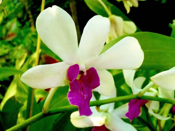 Мягкое Размытие Белой Орхидеи Цветение Фона Текстуры — стоковое фото