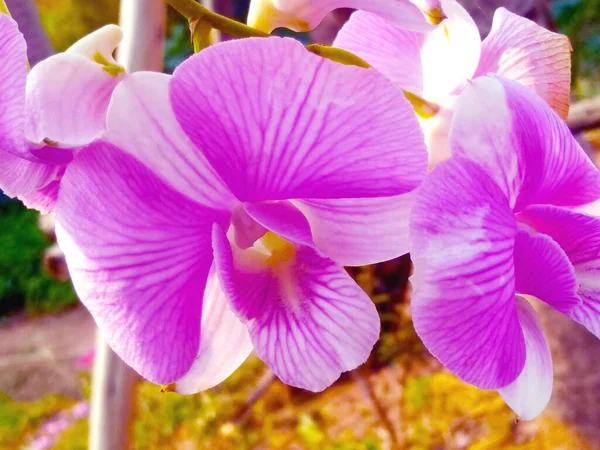 Weiße Und Lila Orchideenblumen Für Hintergrund Oder Lager Photo Selective — Stockfoto