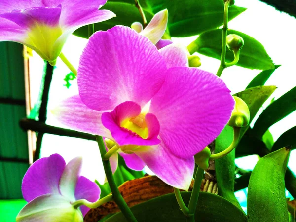 Фиолетовые Орхидеи Цветы Мягкий Размытый Фон Фондового Photo Selective Фокус — стоковое фото