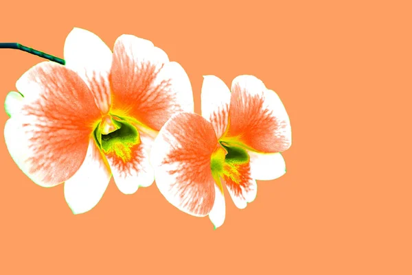Deux Orchidées Sont Couleur Orange Blanche Pour Les Photos Stock — Photo