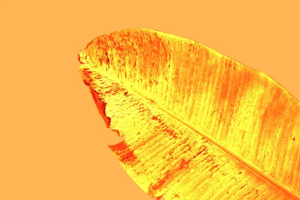 Made Design Bananenblätter Mit Goldfarbe Isoliert Auf Orangefarbenem Hintergrund — Stockfoto