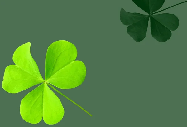 Collection Leaf Plant Green Oxalis Corniculata Isolated Gray Background — 스톡 사진