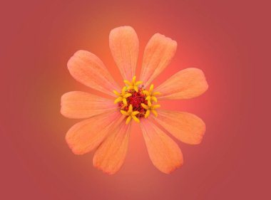 Portakal renginde çinnia çiçeğinin çiçek açması kırmızı arka planda izole bir şekilde sergilenir. ev bitkileri, bahar çiçekleri