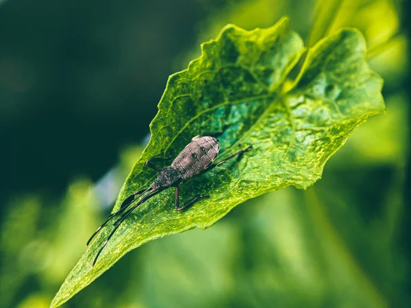 Insecto Una Hoja Con Una Lente Macro —  Fotos de Stock