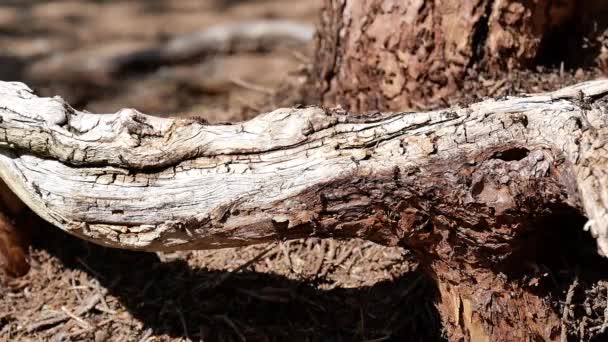 Η κίνηση των μυρμηγκιών σε ένα δέντρο, με φόντο μια μυρμηγκοφωλιά. — Αρχείο Βίντεο