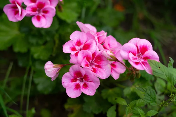 Красиві Рожеві Квіти Після Дощу — стокове фото