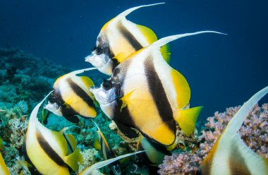 Okyanusta yüzen uzun yüzgeçli sancak balığı sürüsü