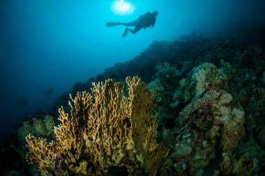 Açık mavi okyanusta dalgıç silueti olan sarı mercan.