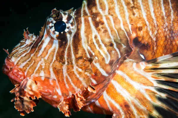 Leeuw Vissen Zwemmen Oceaan Rode Zee — Stockfoto