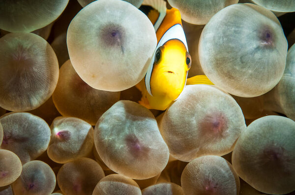 Clarks anemone fish with sea anemone in the clear ocean