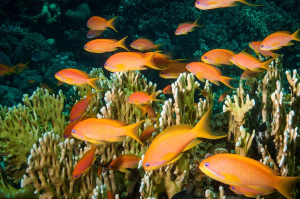Ψάρια Ανθία Που Κολυμπούν Στην Ερυθρά Θάλασσα Κοράλλι Και Μπλε — Φωτογραφία Αρχείου