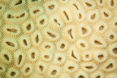 Mercan resifinde alınan beyin mercanının mercan dokusu.