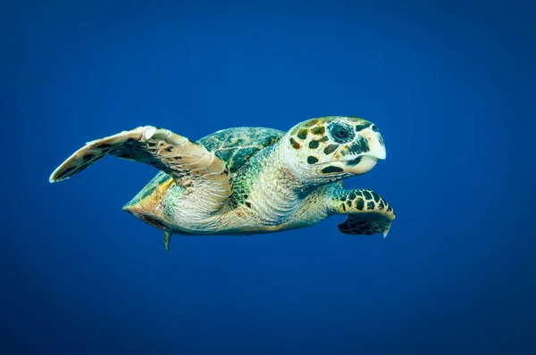 Hawks Bill Sea Turtle Swims Clear Blue Ocean Looks Camera — Stock Photo, Image