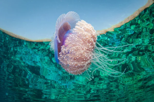 crown jelly fish swims in clear water and has refection on surface with tentacles
