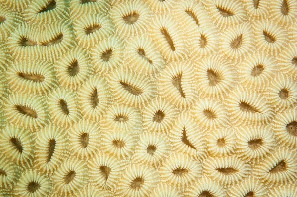 サンゴ礁で採取された脳サンゴのサンゴ質は — ストック写真