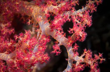 colorful red soft coral in the Ocean with blue water colum clipart