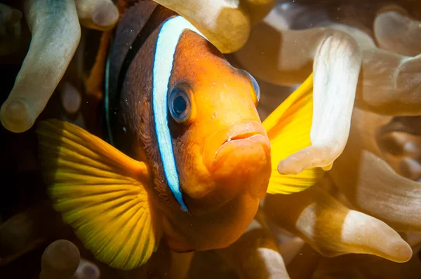 Clarks açık okyanusta deniz şakayığı ile birlikte şakayık balığı